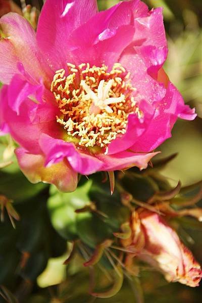 DSC01688 (533x800).jpg
