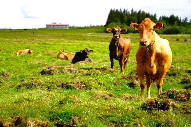 Western Regions of Iceland-冰島西