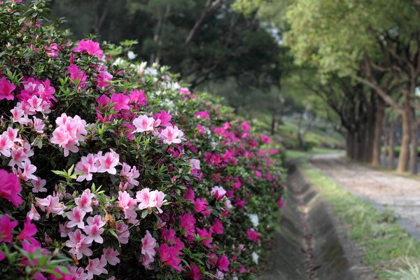 杜鵑花_01
