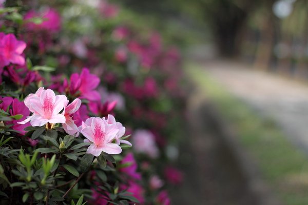 杜鵑花_02