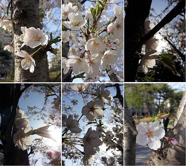 cherry_blossom3