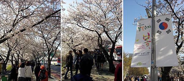 cherry_blossom4