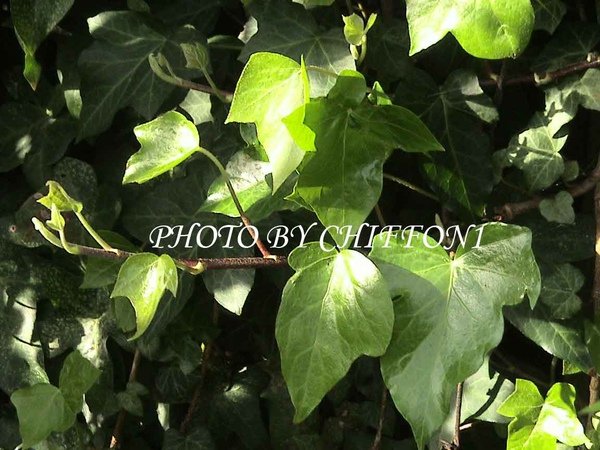IVY2.jpg