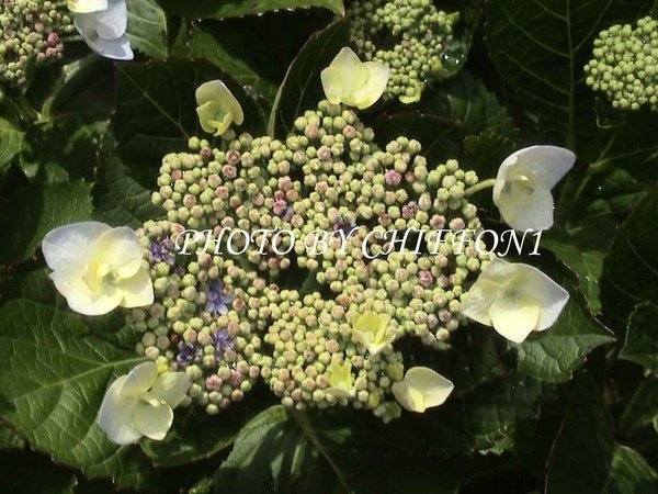 Hydrangea macrophylla.jpg