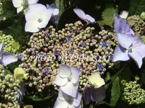 Hydrangea macrophylla2.jpg