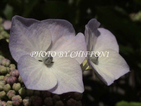 Hydrangea macrophylla1.jpg