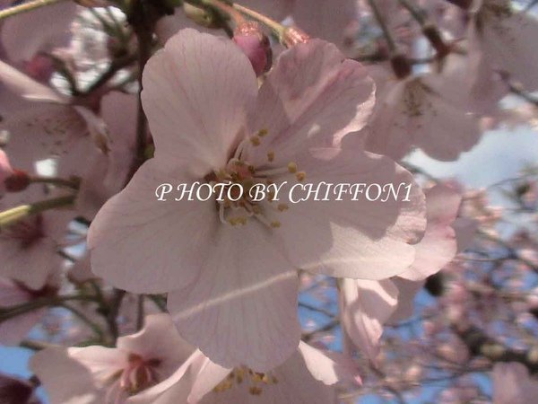 櫻花1.jpg