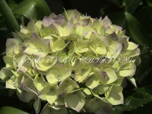 Hydrangea macrophylla9.jpg