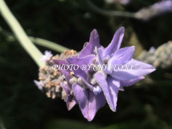 薰衣草6.JPG