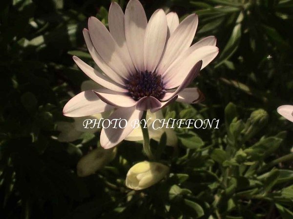 African-Daisy2.jpg