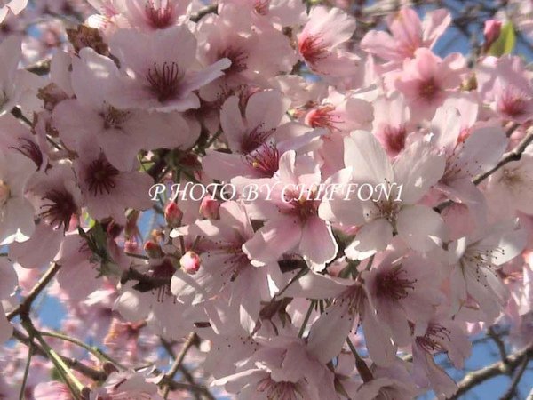 櫻花6.jpg