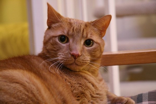 Jerry (2).JPG