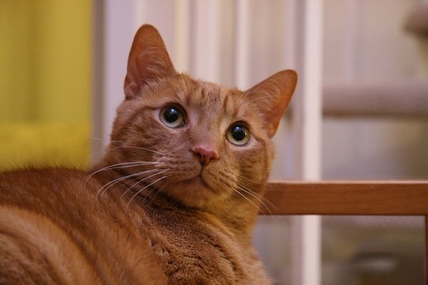 Jerry (4).JPG