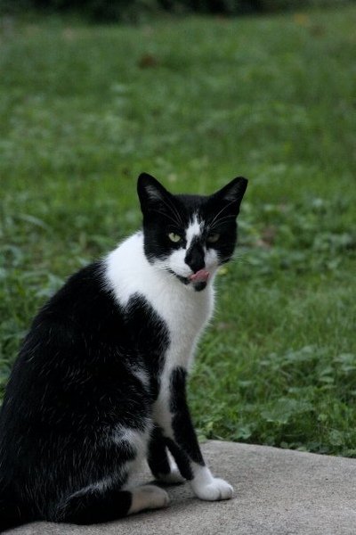 stray cat (2).jpg