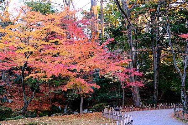 【思思賢嘆世界】金澤兼六園｜打卡紅葉仙境，感受江戶風情