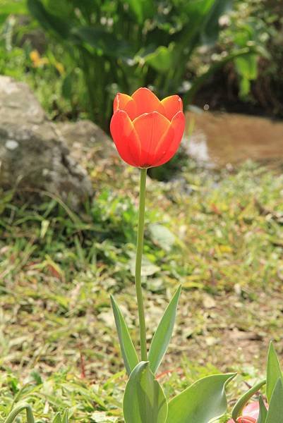 103-2-16復興鄉~桃源仙谷...賞鬱金香