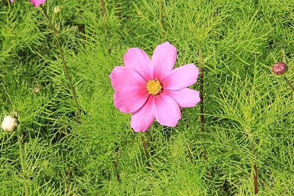 103-2-3三重~幸福水漾公園...賞小花
