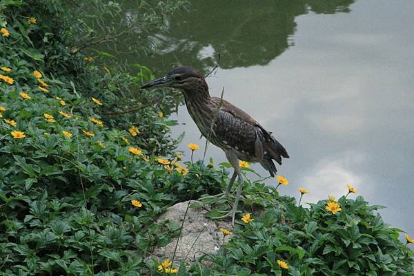 103-10-04內湖~碧湖公園