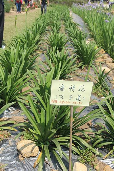104-04-03三芝~紫藤咖啡園