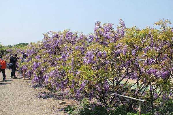 104-04-03三芝~紫藤咖啡園