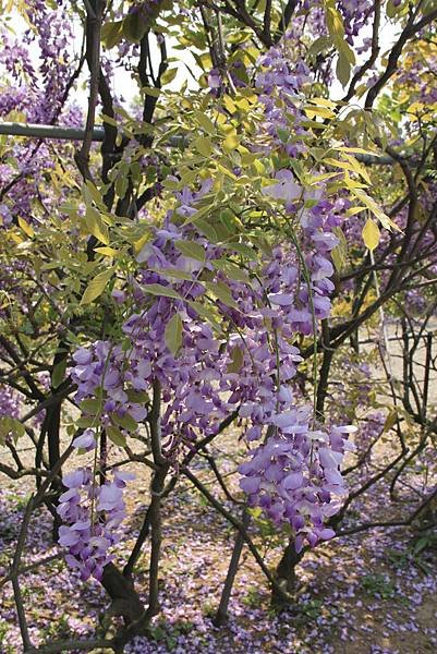 104-04-03三芝~紫藤咖啡園
