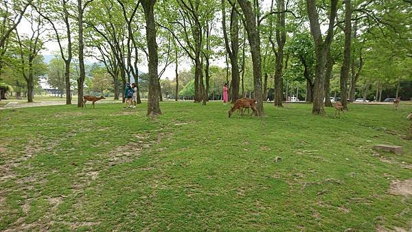 107-5-17奈良~奈良公園