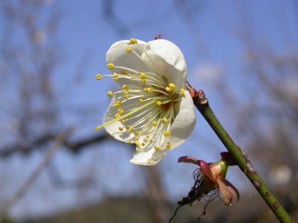 DSCN6555.JPG