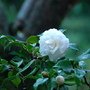 DSC_38330040.jpg
