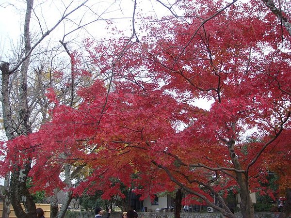 DSC07145.JPG