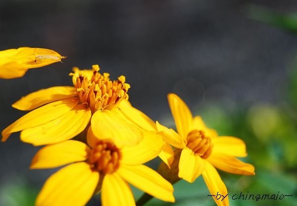 nEO_IMG_DSC_4165.jpg
