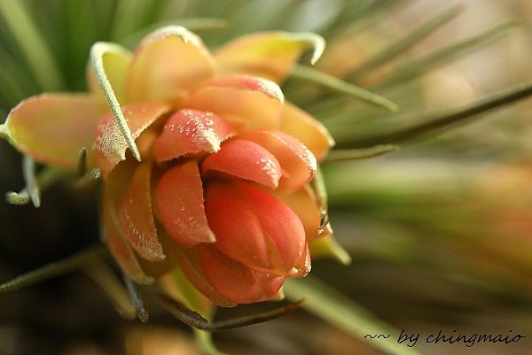 nEO_IMG_DSC_8888.jpg