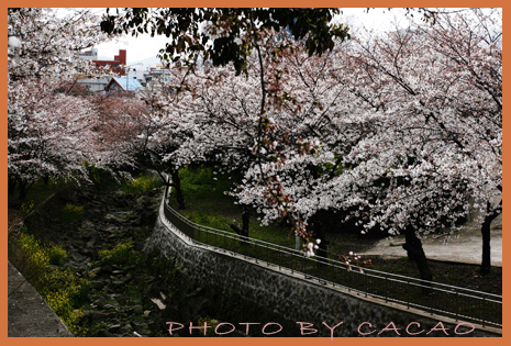 濟州島賞花2