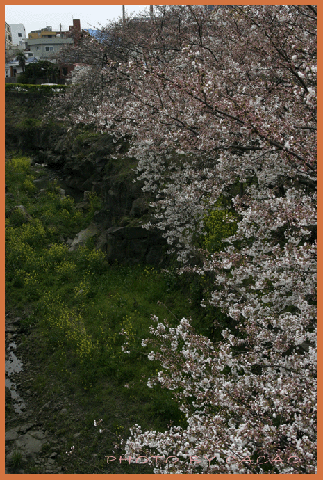 濟州島賞花3