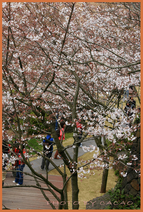 濟州島賞花7