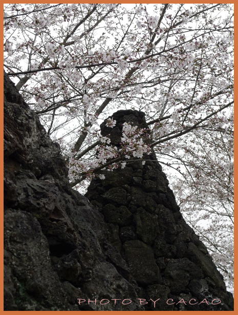 濟州島賞花8