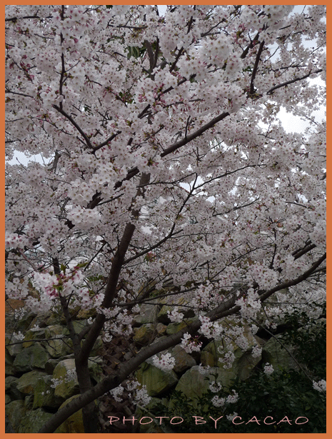 濟州島賞花12