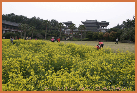 濟州島賞花14