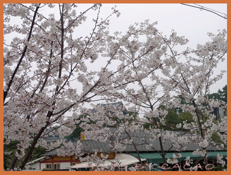 濟州島賞花15