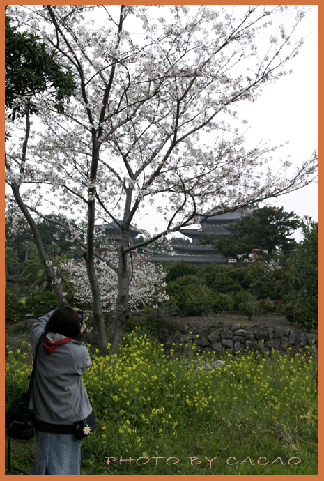 濟州島賞花16