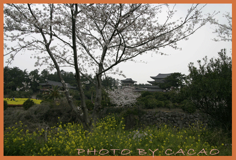 濟州島賞花17