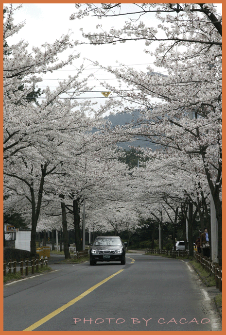 濟州島賞花23