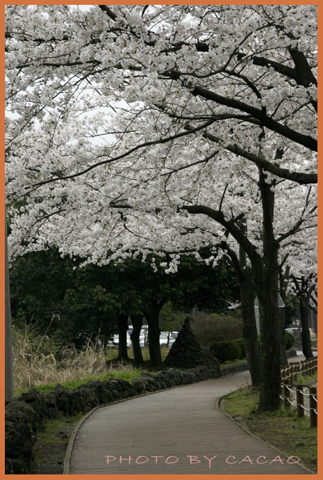 濟州島賞花24
