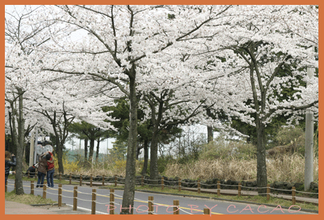 濟州島賞花25