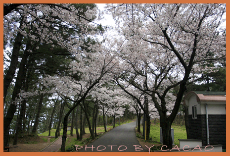 濟州島賞花27