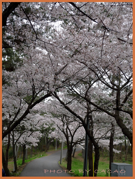 濟州島賞花28