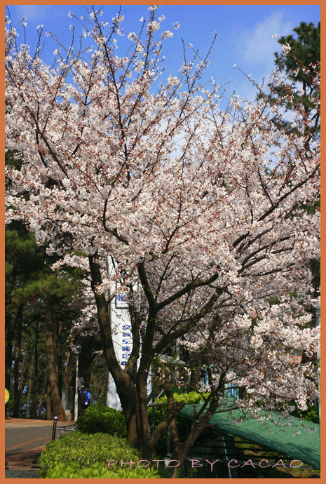濟州島賞花30