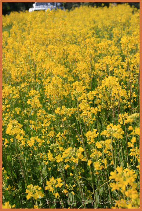 濟州島賞花31