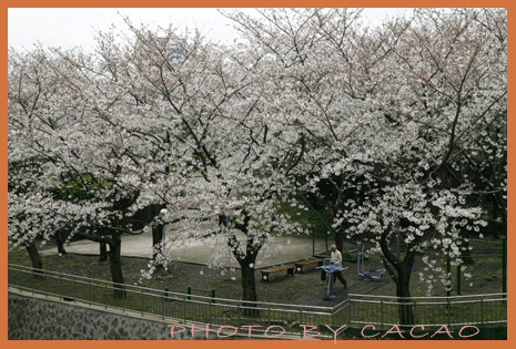 濟州島賞花4