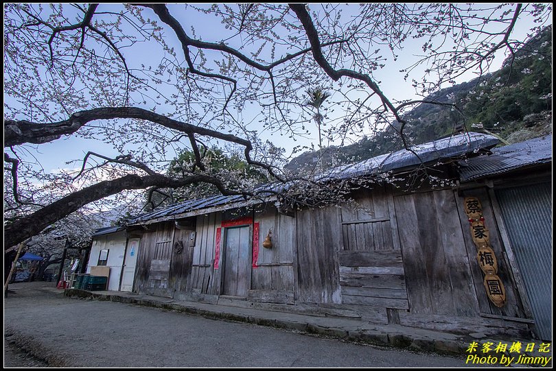 南投賞梅‧外坪頂蔡家梅園