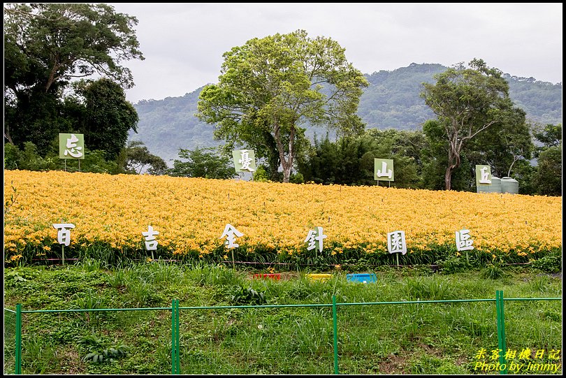 大溪百吉休閒農業園區‧久違了金針花